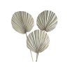 palm leaf leaves large fan round velke palmove listy okruhle1