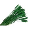 dried setaria green susena trava zelena1