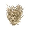 Sušené kvety dried flowers Aerva Javanica púštna bavlna natural prírodné1