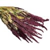 amaranthus dried laskavec krvavy bordovy burgundy1