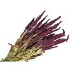 amaranthus dried laskavec krvavy bordovy burgundy