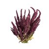 amaranthus dried laskavec krvavy bordovy burgundy2