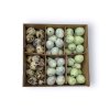 prepeličie vajíča box mint qail eggs green1