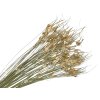 susena tulipanova trava prirodna Capin stela dried grass natural