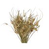 susena tulipanova trava prirodna Capin stela dried grass natural1