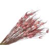 susena tulipanova trava ruzova Capin stela dried grass pink