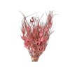 susena tulipanova trava ruzova Capin stela dried grass pink1