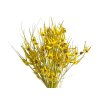 susena tulipanova trava zlta Capin stela dried grass yellow