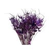 susena tulipanova trava fialova Capin stela dried grass violet1