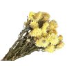 slamienky helichrysum kremove dried straw flower cream yellow