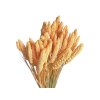 setaria dried susene proso marhulove peach1