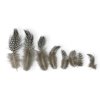 pierka perlicky guinea fowl feathers1