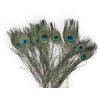 pavie pierka peacock feathers1