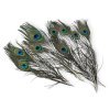 pavie pierka peacock feathers