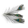 pavie pierka peacock feathers2