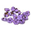 gossypium cotton pod bavlnikove kvety fialove purple1