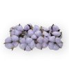 gossypium cotton pod bavlnikove kvety fialove light purple