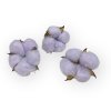 gossypium cotton pod bavlnikove kvety fialove light purple2