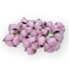 gossypium cotton pod bavlnikove kvety pink ruzove