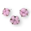 gossypium cotton pod bavlnikove kvety pink ruzove2