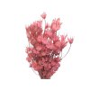 nigella orientale dried flowers cernuska light pink ruzova susene kvety