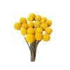 Sušené kvety Craspedia medium 20ks - farbené žlté