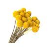 Sušené kvety Craspedia medium 20ks - farbené žlté