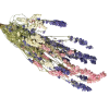 delphinium mix
