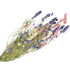 delphinium mix1