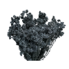 helixhrysum italicum susene kari1