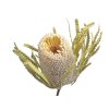 banksia hookerana susena beige3