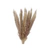 pampas mini natural1