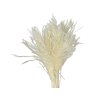 miscanthus eulalia pampova trava white1