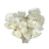 capblumen helichrysum white1