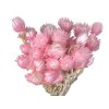 capblumen helichrysum pink1