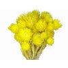 capblumen helichrysum yellow1