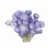 capblumen helichrysum purple1