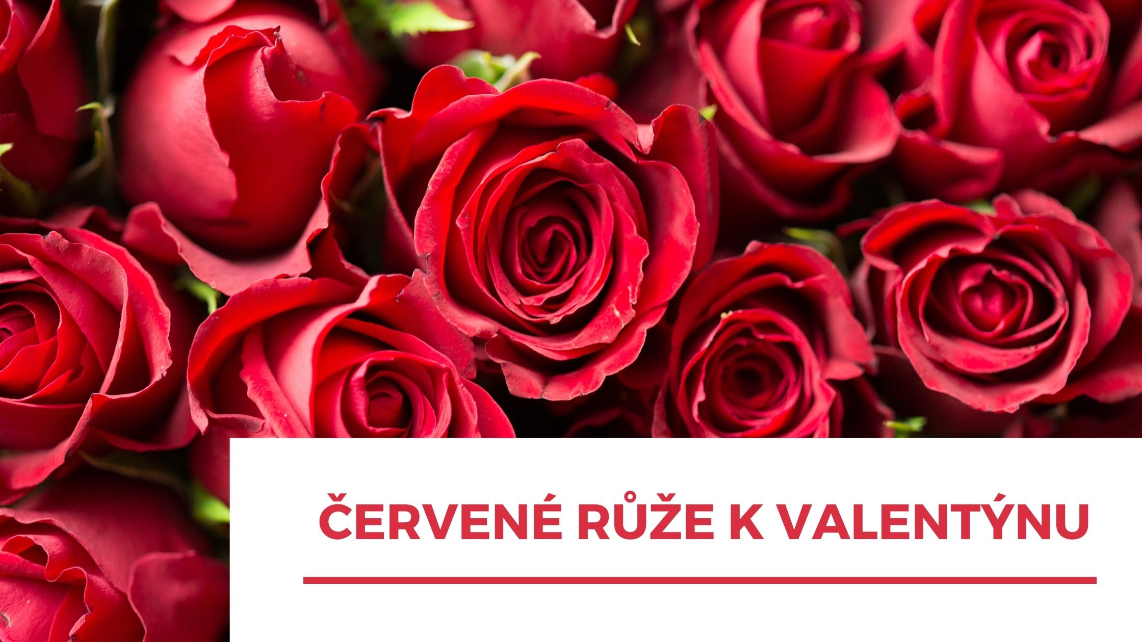 Červené růže k Valentýnu