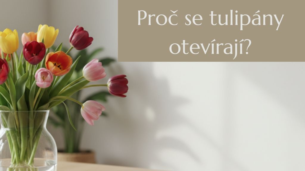 Proč se tulipány otevírají? Není to vada, ale jejich krása