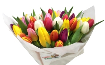 Tulipány nejsou pro každého