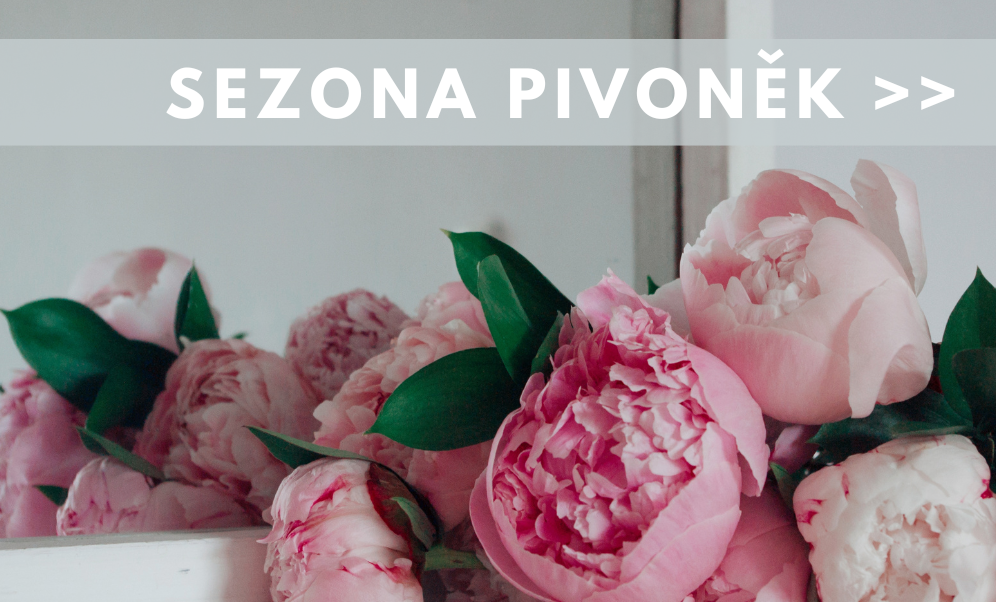 Pivoňky