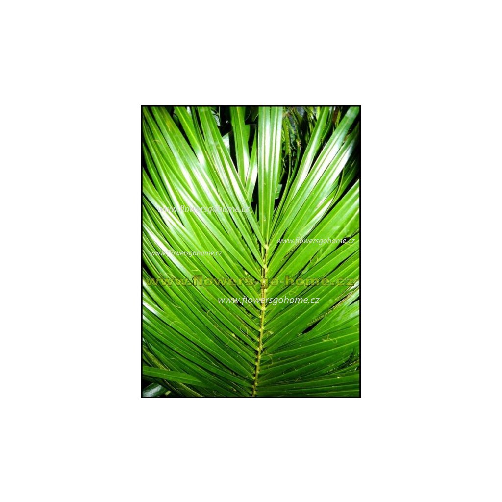 Palmový list