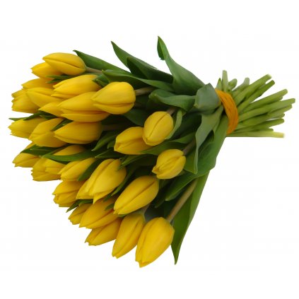 Žluté tulipány