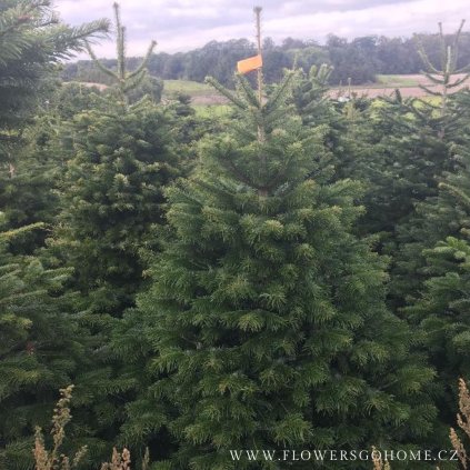 Vánoční stromeček rozvoz Praha