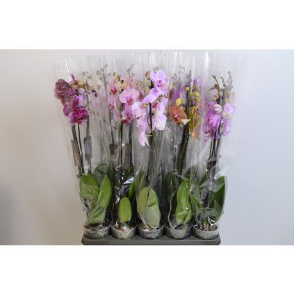 Phalenopsis
