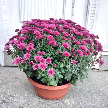 Chryzantéma 35 cm