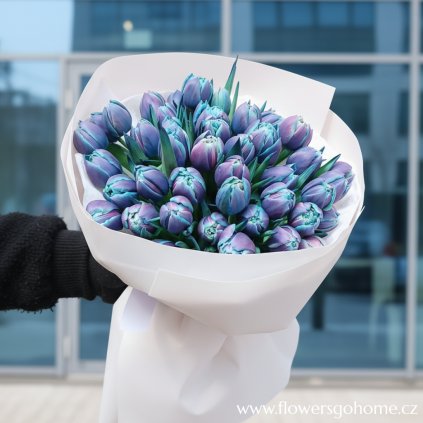 Modré tulipány Double Bubble