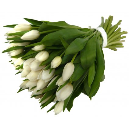 Bílé tulipány
