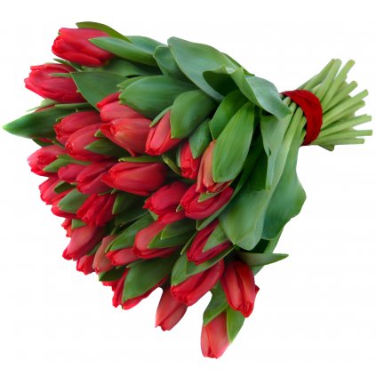 Červené tulipány