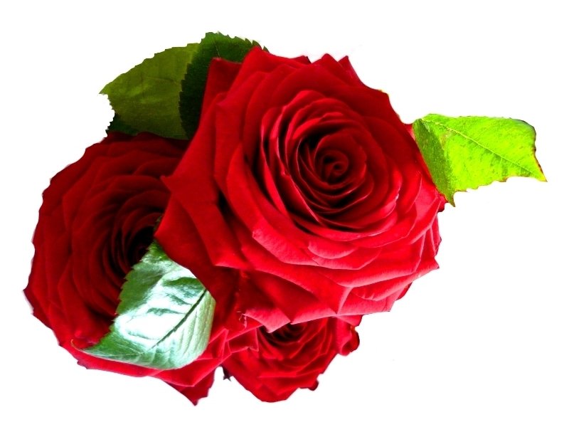 Červené růže Velikost: VLASTNÍ POČET 7 - 29ks